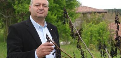 Soğuk hava ceviz ağa&ccedil;larını vurdu