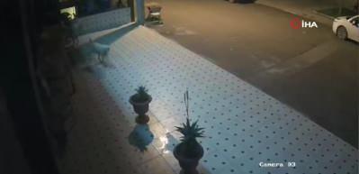 Başıboş sokak k&ouml;pekleri anne kedi ve 2 yavrusunu par&ccedil;alayarak &ouml;ld&uuml;rd&uuml;