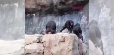 İnsanlara taş atan yavru maymun annesinden dayak yedi!