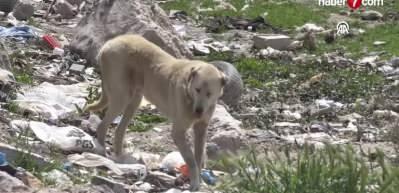 K&ouml;peğin feci şekilde katlettiği &ccedil;ocuğun ailesi konuştu: Bu acıyı başkaları yaşamasın!