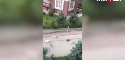 K&ouml;pek saldırılarında ka&ccedil; kişi hayatını kaybetti? 