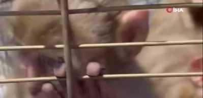 Şırnak'ta 6 Hint şebeği  (Rhesus Maymunu)  ele ge&ccedil;irildi