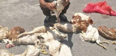 Sokak k&ouml;pekleri k&uuml;mes hayvanlarını telef etti: 'Horozum benim &ccedil;ocuğumdu' diyerek g&ouml;zyaşlarına boğuldu