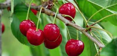 T&uuml;rkiye, d&uuml;nya lideri olarak 6 tarım &uuml;r&uuml;n&uuml;n&uuml;n &uuml;retiminde yer almaktadır