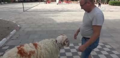 6 aylıkken alıp b&uuml;y&uuml;tt&uuml;ğ&uuml; ko&ccedil;'u ile arkadaş oldu
