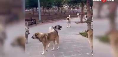 Bakan Koca'dan başıboş sokak k&ouml;peği a&ccedil;ıklaması!