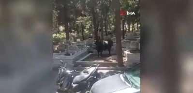 Beyoğlu'nda kızgın boğa mezarlığa daldı