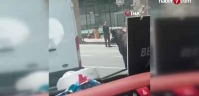 İstanbul'da kurbanlık firari dana trafiği birbirine kattı
