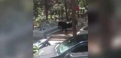 &Ccedil;atıya &ccedil;ıkan da oldu, &ccedil;amura batan da.... Yurttan kurbanlık boğa manzalararı