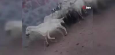 Siverek hayvan pazarında silahlı kavga: 1 &ouml;l&uuml;, 5 yaralı