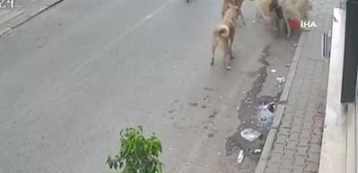 Sahipsiz k&ouml;pekler sokaktaki diğer hayvanlara da zarar veriyorlar! Kediyi b&ouml;yle telef ettiler!