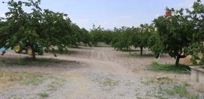 Malatya'da kaysı hasadı i&ccedil;in iş&ccedil;i bulunamıyor