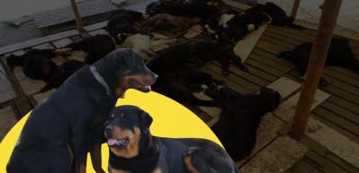 Antalya'da 57 oğlağı par&ccedil;alayan 3 Rottweiler cinsi k&ouml;pek i&ccedil;in karar verildi