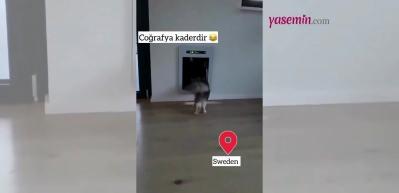Kedi de olsan coğrafya kaderdir! Bu görüntü görenleri kahkahaya boğdu