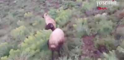 Sadık köpek görevini aksatmadı! Erzurum'da doğum yapan koyunun başında bekledi