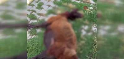Bing&ouml;l'de başıboş k&ouml;pekler k&uuml;&ccedil;&uuml;kbaş hayvanları telef etti