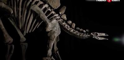 Stegosaurus fosili rekor kırarak 44,6 milyon dolara satıldı