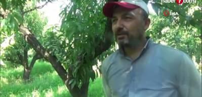 'Bayrami&ccedil; beyazı'nda bu yıl 20 bin ton &uuml;r&uuml;n bekleniyor