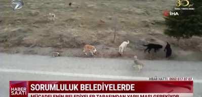 Başıboş k&ouml;pek ter&ouml;r&uuml; belediyelerin sorunu! Yerine getirilmeyen sorumlulukların faciası