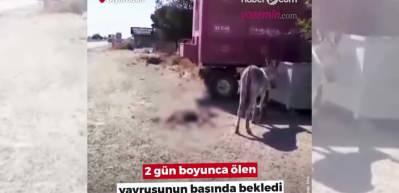 Anne eşek ölen yavrusunun başından 2 gün boyunca ayrılmadı! Belediye ekipleri müdahale etti