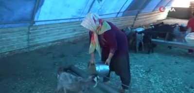 Depremde 300 hayvanı telef olan kadına devlet desteği