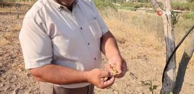 Tarımda kuraklık alarm veriyor incir ağa&ccedil;ları yok olabilir