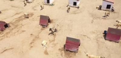G&uuml;ney Kore k&ouml;pek eti yemeği yasakladı