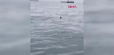 &Ouml;len yunusun bir başka yunus tarafından karaya s&uuml;r&uuml;klenmesi bilimsel araştırmaya konu oldu...