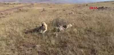 Bu ikinci oldu! ‘Kral' bu kez de doğum yapan eşeği yalnız bırakmadı