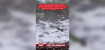 Ege'de ortaya &ccedil;ıkan hayvan Komodo ejderi değilmiş