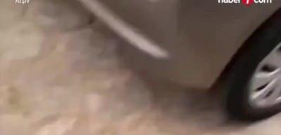 Başıboş k&ouml;pek kanununa aykırı hareket eden CHP genel başkanı &Ouml;zg&uuml;r &Ouml;zel hakkında su&ccedil; duyurusu!