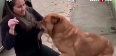 AYM'den 'köpek yasası' kararı!