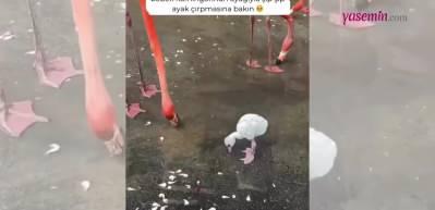 Bebek bir flamingonun su içtiği halleri sosyal medyada viral oldu! "Sevimlilikte çığır açtı" 