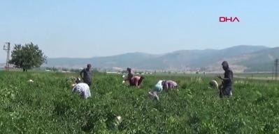 Gaziantep&rsquo;te 8 bin tarım iş&ccedil;isi, biber temizleyerek ge&ccedil;imini sağlıyor