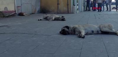 Ağrı'da başıboş k&ouml;pek tedirginliği!