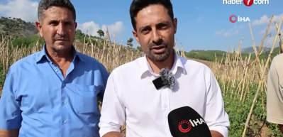 Adana'da muhtar, dağlık ve susuz mahallede domates yetiştirdi