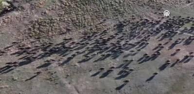 Erciyes'in eteklerinde yayılan mandaların sayısı devlet desteğiyle arttı