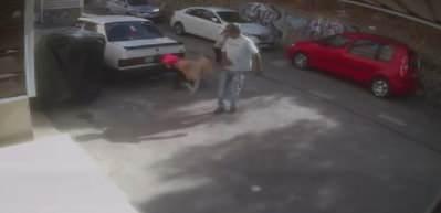 Karabağlar'da sokak k&ouml;peğinin saldırısına uğrayan Baran yaralandı; o anlar kamerada
