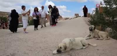 Sokak köpekleri turiste saldırdı