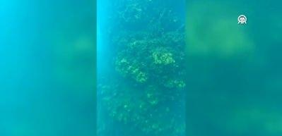 Van G&ouml;l&uuml;'nde 34,60 metre uzunluğunda mikrobiyalit g&ouml;r&uuml;nt&uuml;lendi