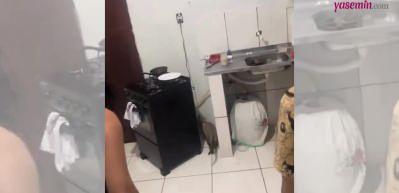 Kedi eve giren fareyi yakalamak yerine fareden kaçtı! O anlar herkesi güldürdü