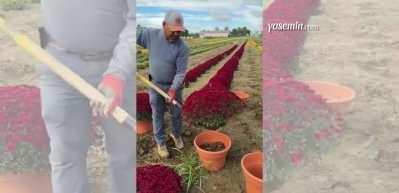 Kasımpatı meğer böyle yetiştiriliyormuş! O paylaşım gündem oldu