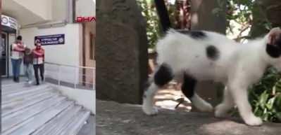 Kedileri asit d&ouml;kerek &ouml;ld&uuml;ren şahısız cezası belli oldu