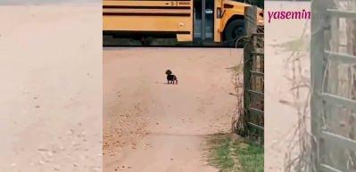 Sadık dostun Sevinci: Köpek okul servisinden inen çocuğu heyecanla karşıladı!