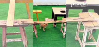 Düşe kalka hedefe ulaştılar! Yavru köpeklerin mama yemek için verdikleri çaba...