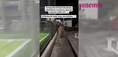 Halısahada sakatlanma numarası yaptı: Evlilik teklifi etti!