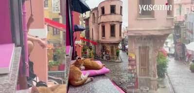İstanbul'un sokağında yağmur sesiyle uyuyan kediler! Huzurlu hissettiren anlar...