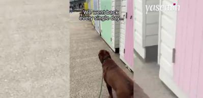 Sevimli köpeğin istediği sonunda oldu! Çabaladı ve başardı