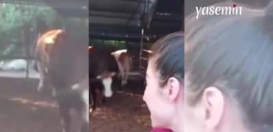 İneğiyle selfie çekmek için adıyla seslendi: "Meltem hadi selfie çekelim"