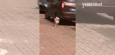 Köpeğin neşesi görenlerin içini ısıttı! Zıplaya zıplaya dans ederek geldi